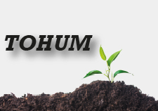 Tohum